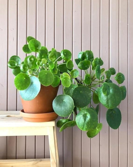 Chinese Lucky Money Plant